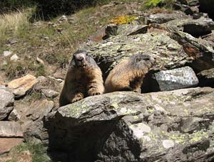 Marmotte