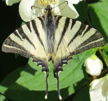 Iphiclides Podalirius