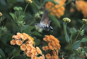 Macroglossum