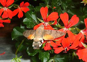Macroglossum stellatarum