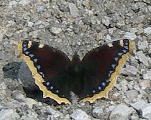 Nymphalis
