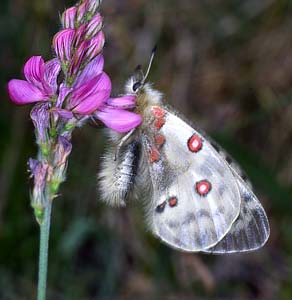 Parnassius apollo