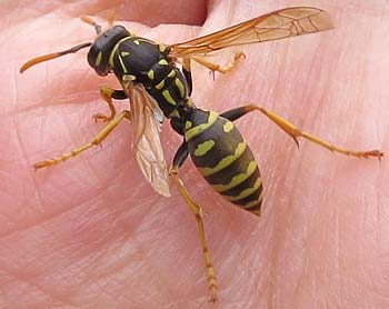 Polistes Gallicus