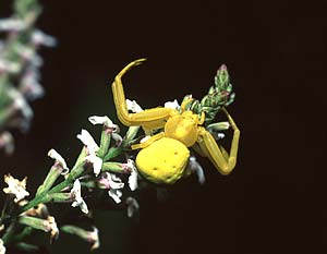 ragno giallo