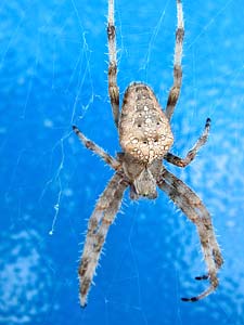 Araneus 