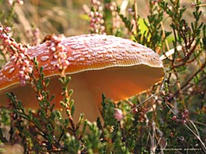 Amanita muscaria