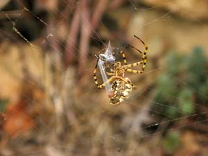 Argiope lobata