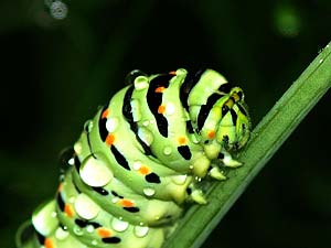Papilio machaon