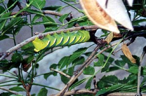 Acherontia atropos