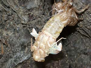 cicala che nasce