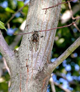 Cicala
