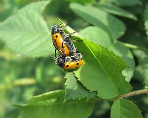 coleotteri