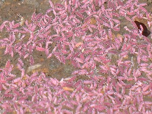 Collemboli rosa