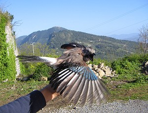 Ghiandaia