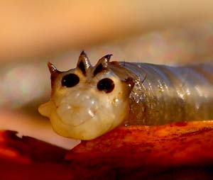 Larva di dittero