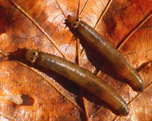 Larva di dittero