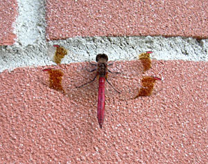 libellula rossa