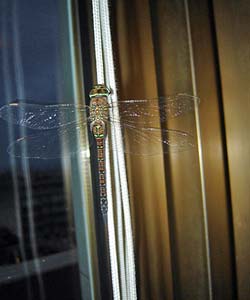 Libellula