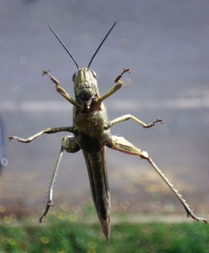 Locusta alla finesta