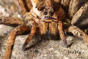 Hogna radiata