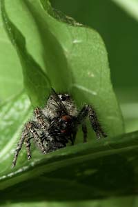 Philaeus chrysops
