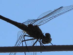 Libellula
