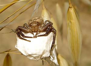 ragno con il cocoon