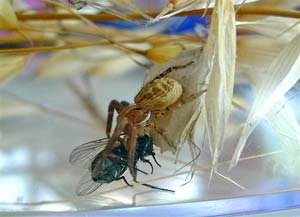 ragno che ha catturato una mosca