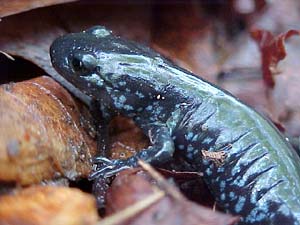 Salamandra