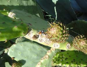 Philaeus chrysops