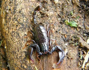 Scorpione