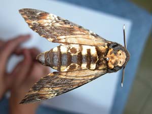 Acherontia atropos