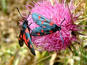 Zyganea