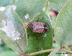 Halyomorpha halys la cimice asiatica Halyomorpha halys la cimice asiatica