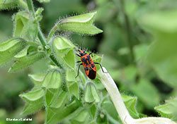 Corizus hyoscyami Corizus hyoscyami