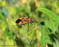 Corizus hyoscyami Corizus hyoscyami
