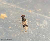 Leptopus hispanus