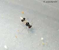 Leptopus hispanus