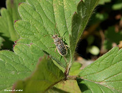 Liorhyssus hyalinus Liorhyssus hyalinus