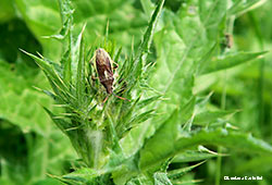 Maccevethus sp. Maccevethus sp.