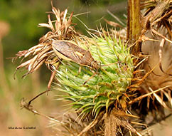 Maccevethus sp. Maccevethus sp.