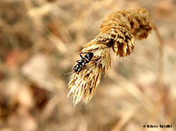 Raglius confusus