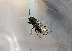 Stictopleurus sp. Stictopleurus sp.