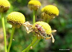 Rhopalus lepidus Rhopalus lepidus