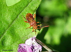Rhopalus maculatus Rhopalus maculatus