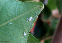 Aleurodes sp. sotto una foglia di limone Aleurodes sp. sotto una foglia di limone