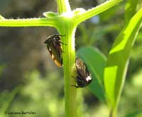 Centrotus cornutus