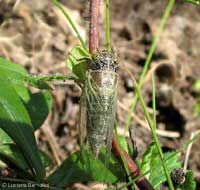 Cicada orni