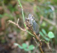 Cicada sp.