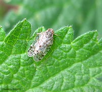 Cixius sp. Cixius sp.